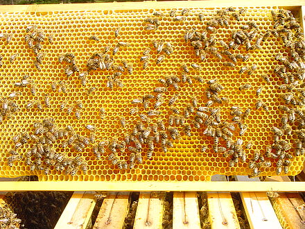 Nektar wird verarbeitet Nektar wird verarbeitet