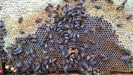 Frisch eingetragener Waldhonig Frisch eingetragener Waldhonig