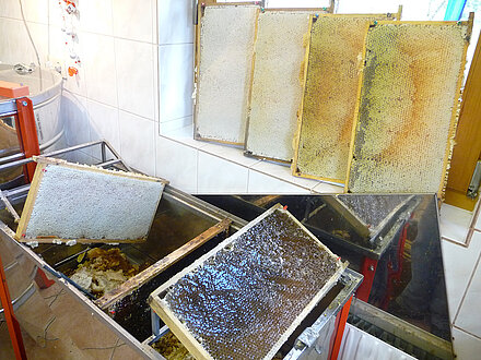 Die vollen Honigwaben müssen entdeckelt werden Die vollen Honigwaben müssen entdeckelt werden