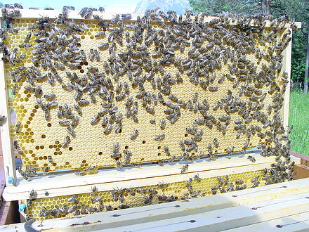 Schöne volle Brutwabe Schöne volle Brutwabe