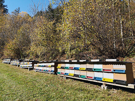 Winterruhe am Bienenstand in Leisach Winterruhe am Bienenstand in Leisach