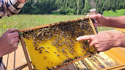 Bienenkönigin ist hier Bienenkönigin ist hier